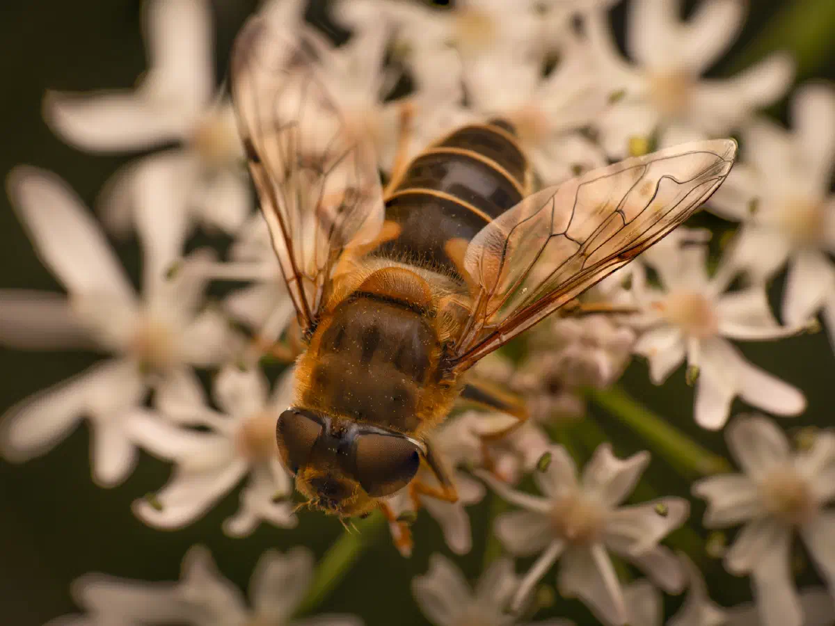 Éristale opiniâtre
