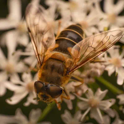 Éristale opiniâtre