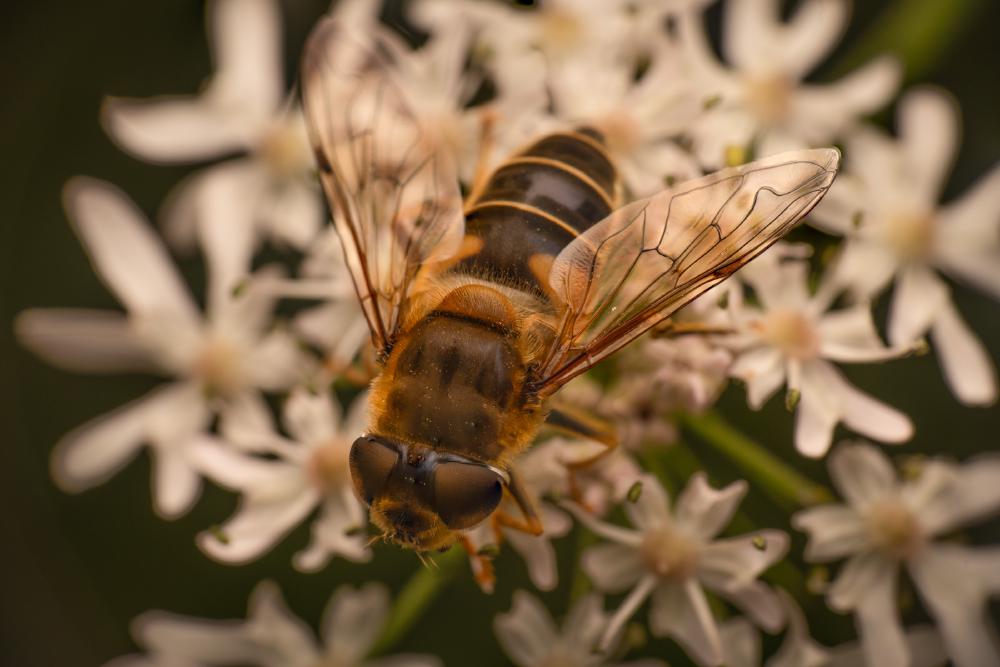 December 10, 2024 – Issue No. 480
– Issue No. 480: “Tapered Drone Fly“ Tapered Drone Fly