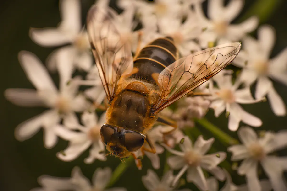 Gemeine Keilfleckschwebfliege