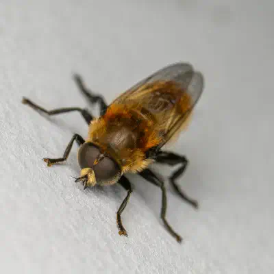 Merodon equestris