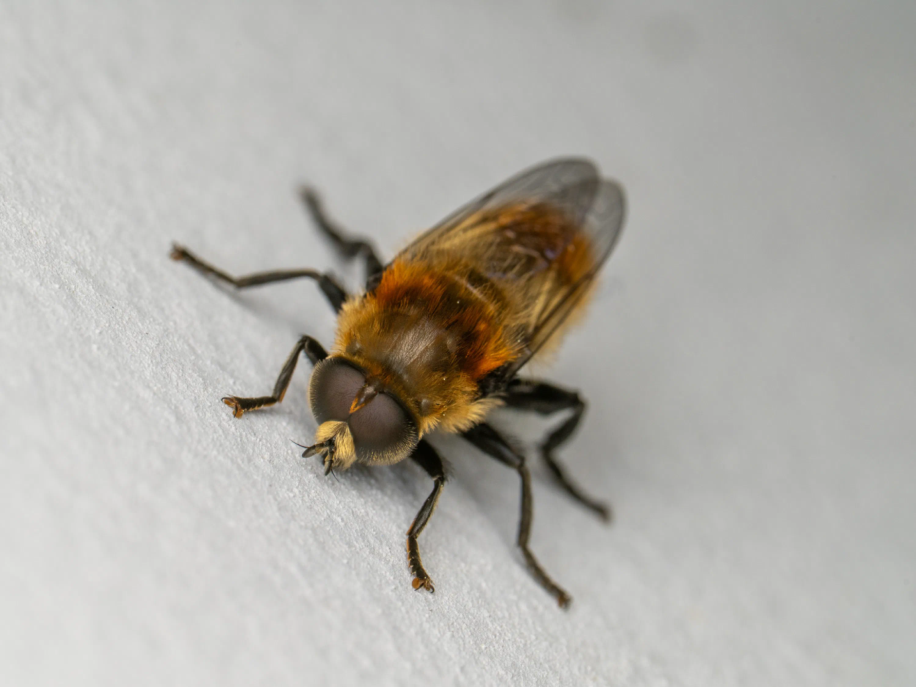 Merodon equestris