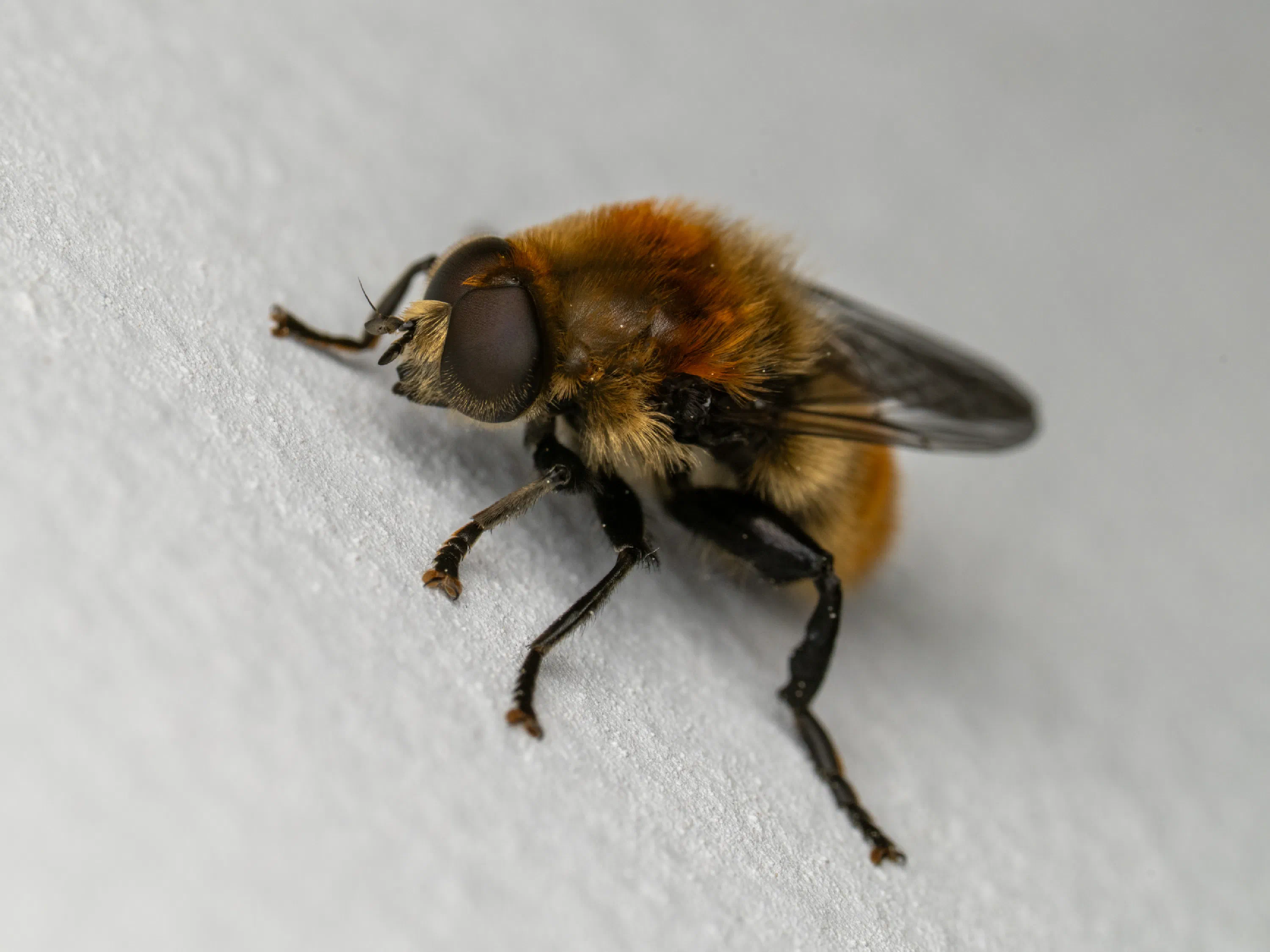 Merodon equestris