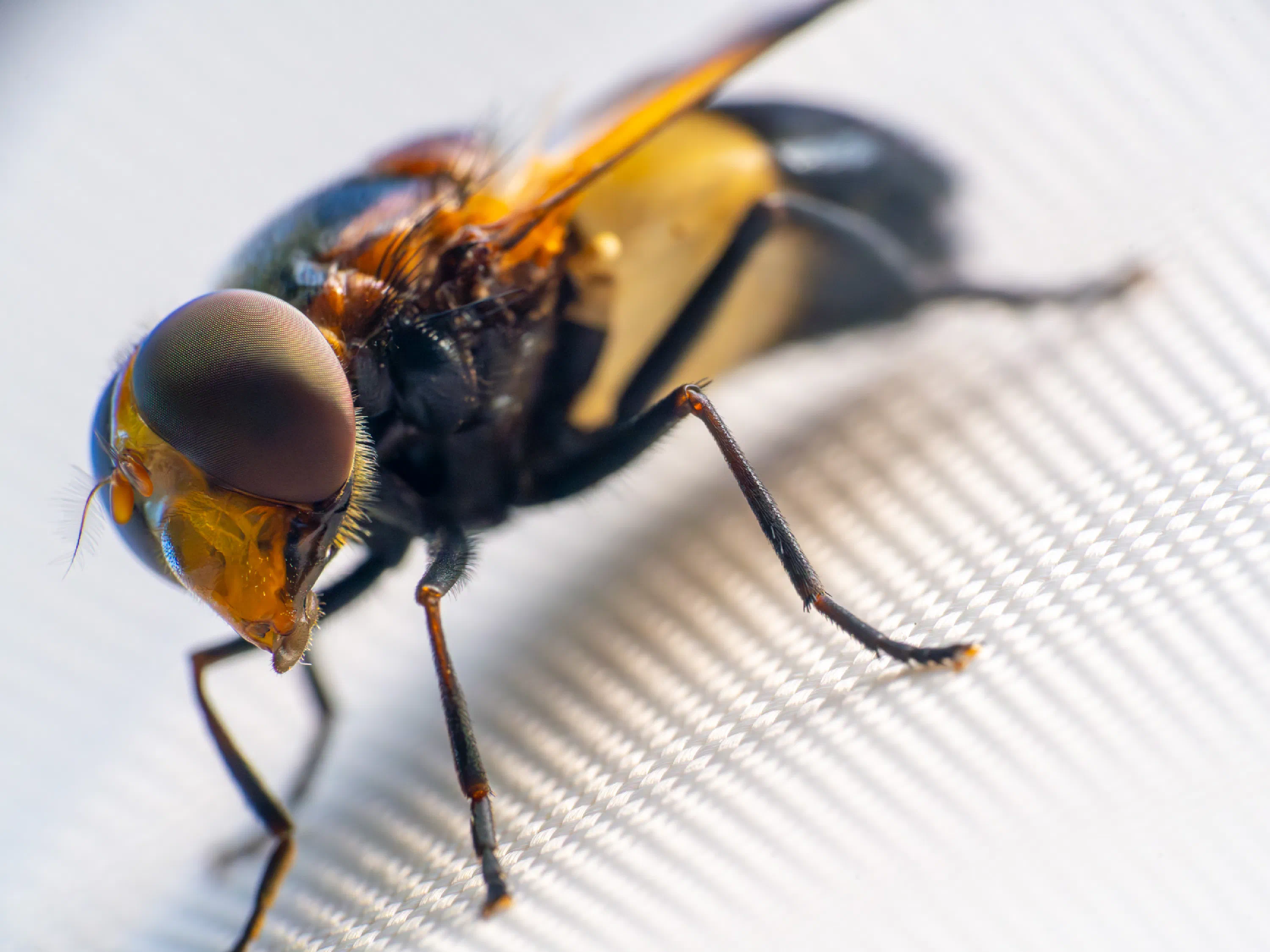 Volucella pellucens