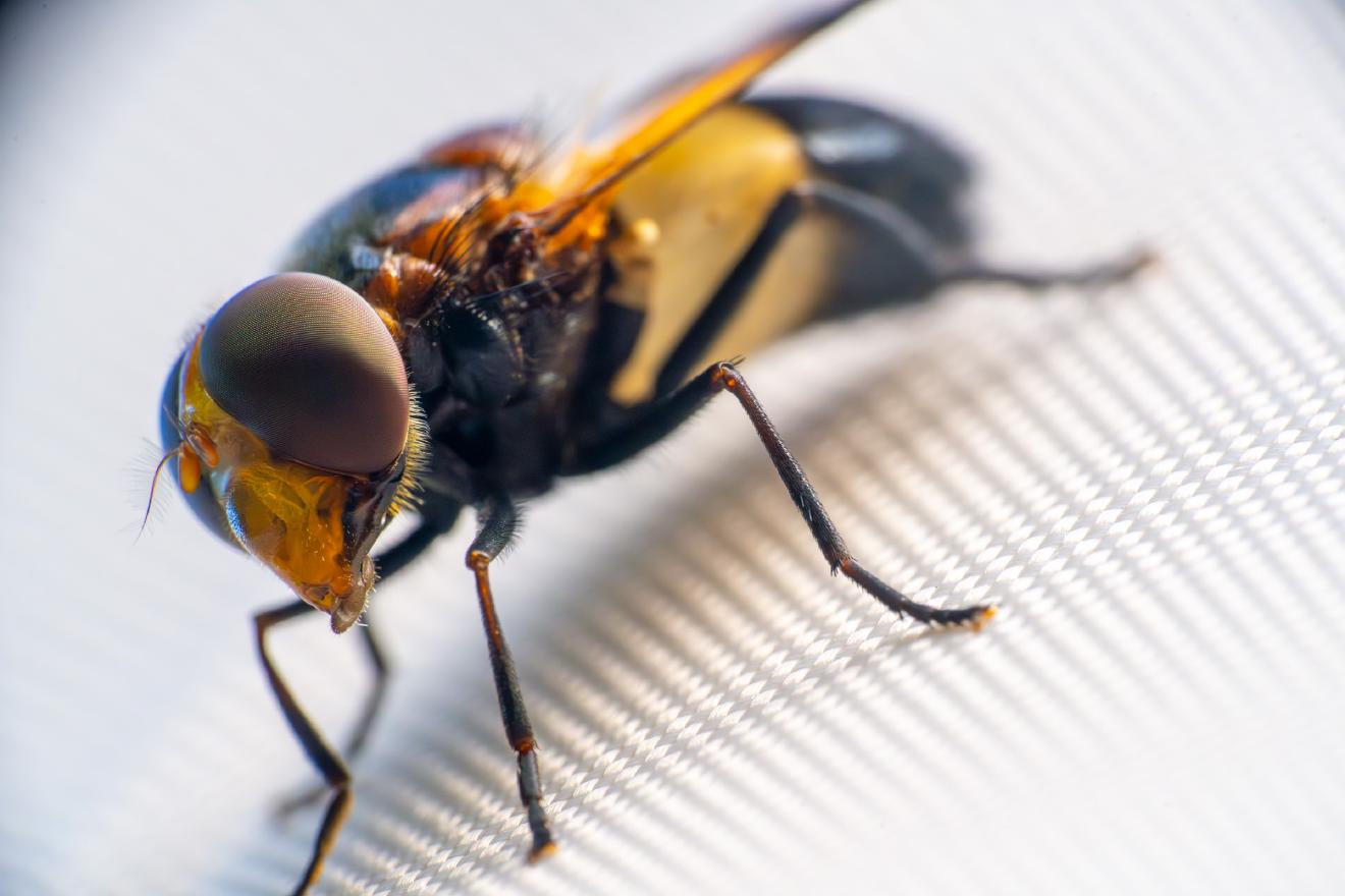 Gemeine Waldschwebfliege – No. 1