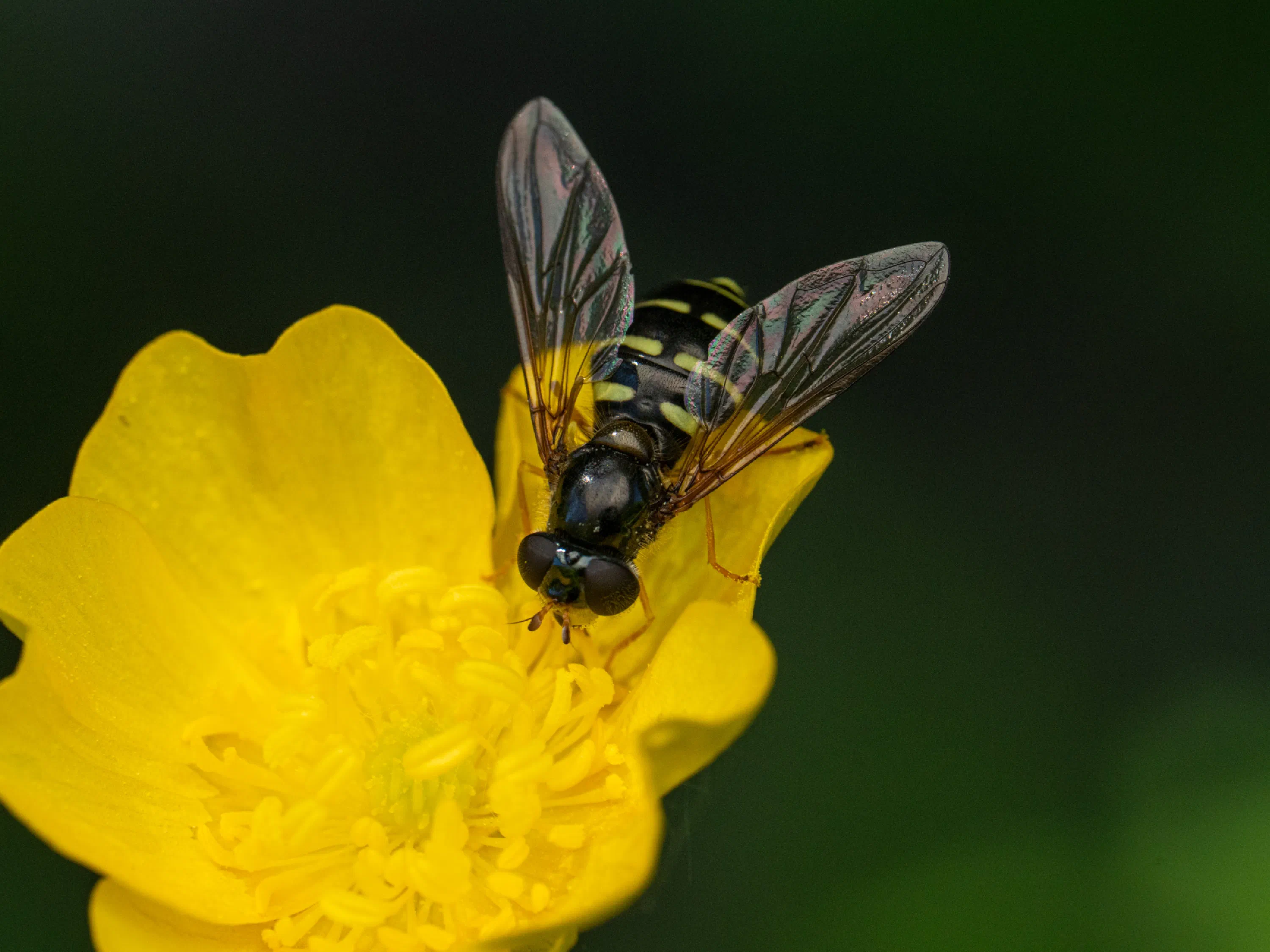 Volucella pellucens