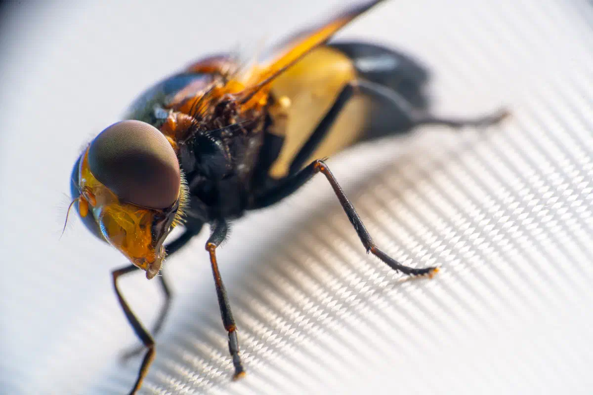 Volucella pellucens
