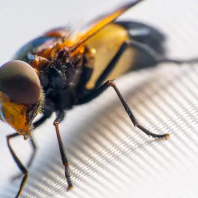 Volucelle à ventre blanc en devant