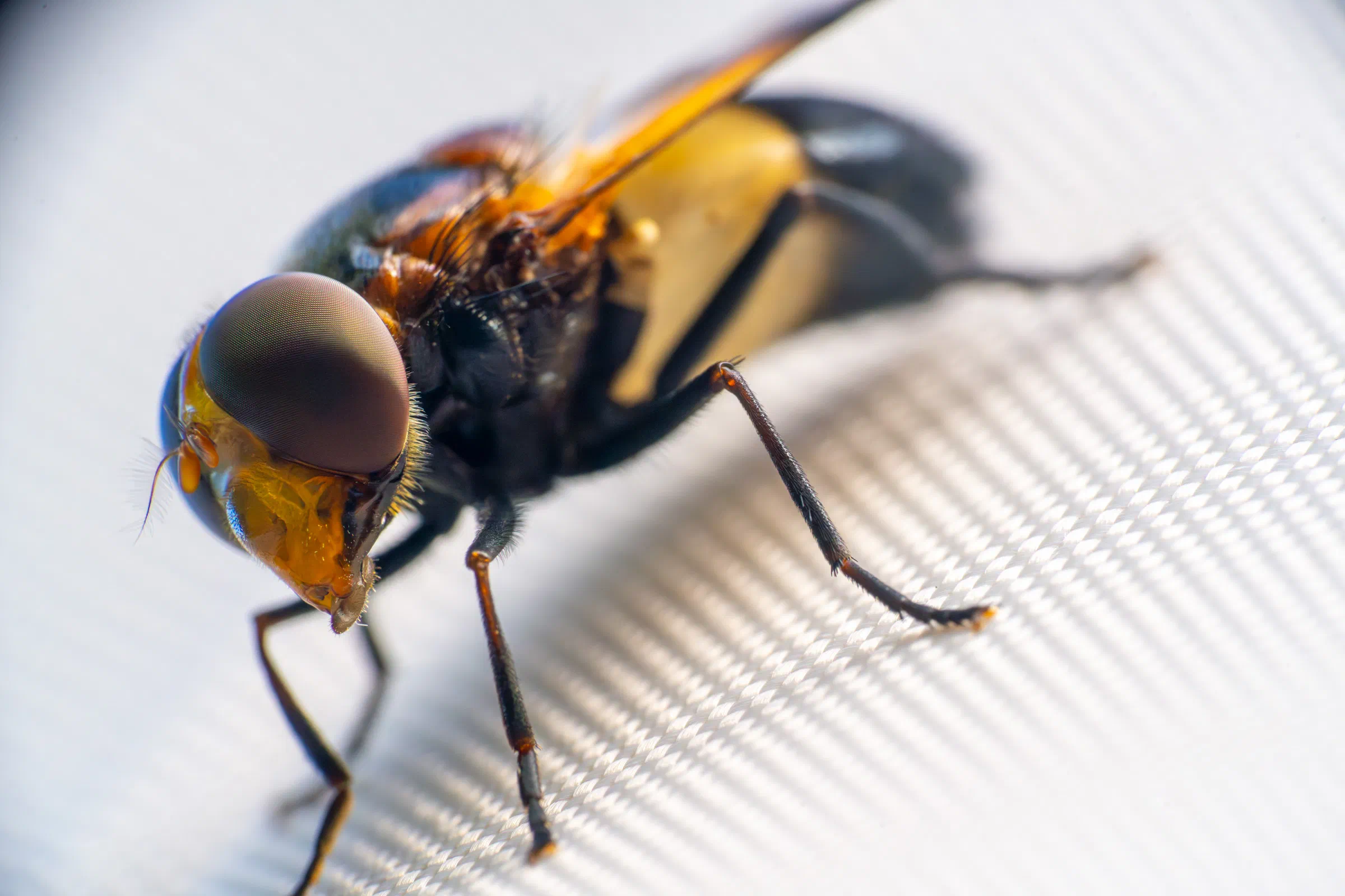 Pellucid Hover Fly
