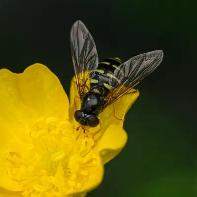 Volucella pellucens