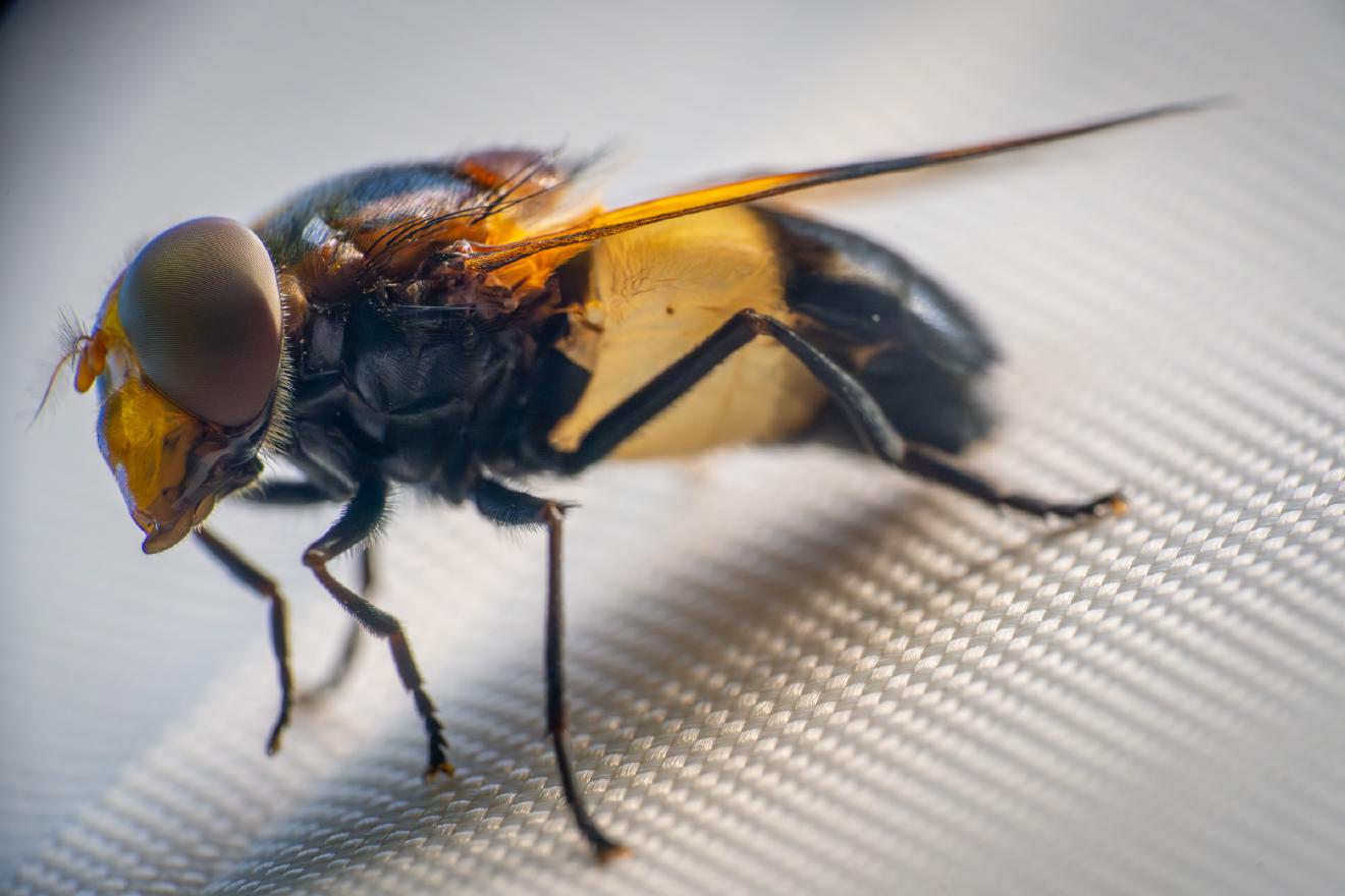 Gemeine Waldschwebfliege – No. 2
