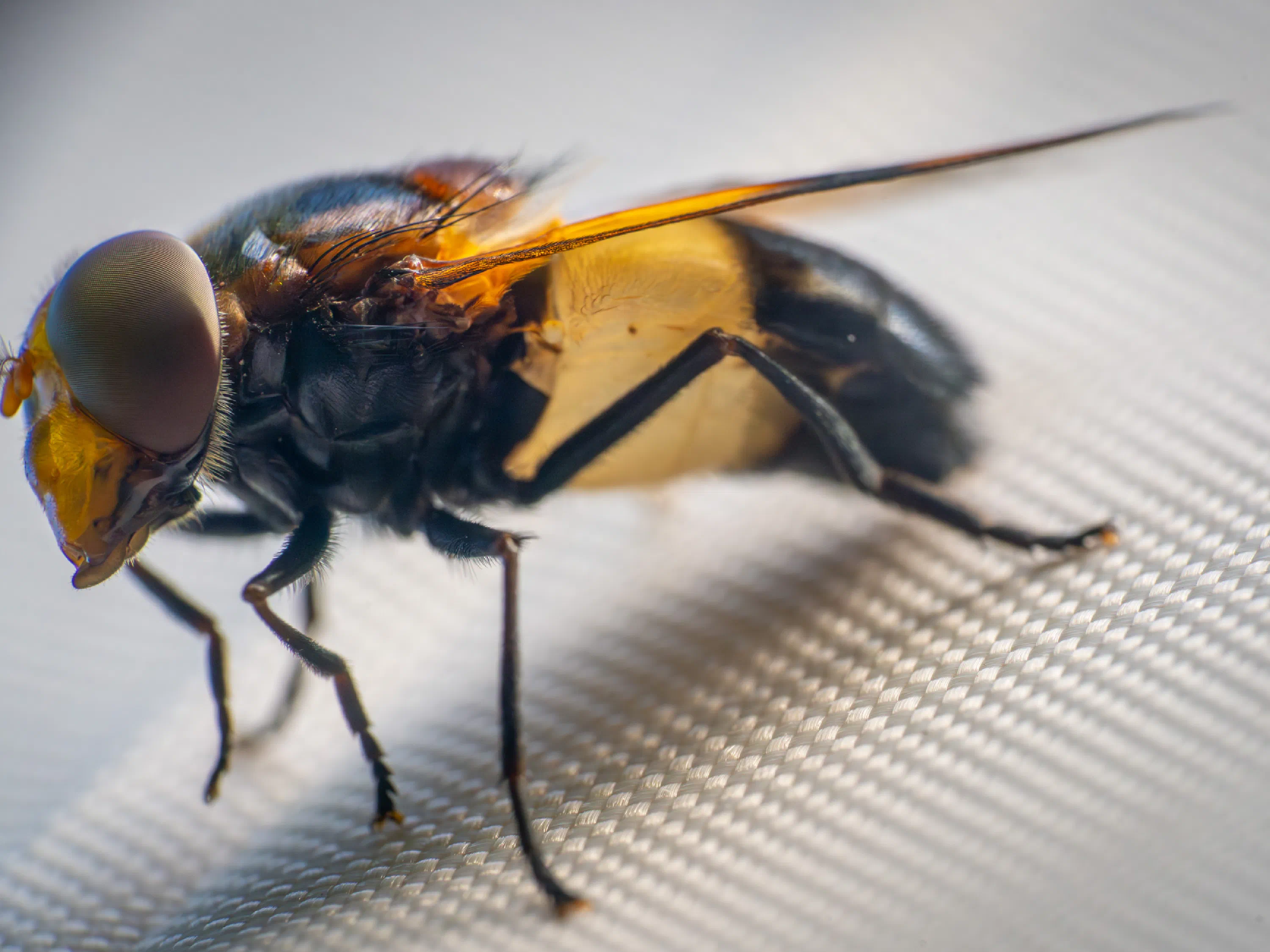Volucella pellucens