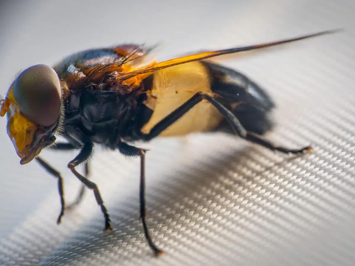 Volucelle à ventre blanc en devant