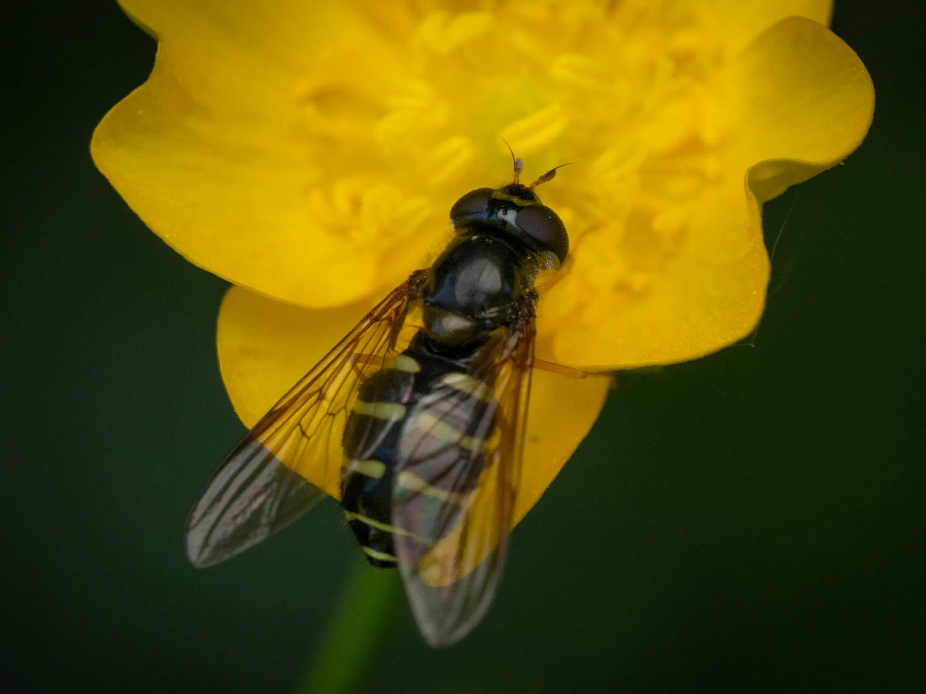 Volucella pellucens