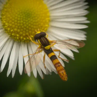 Mosca Plumón