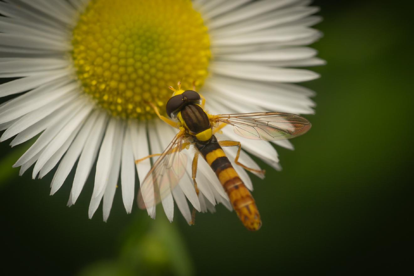 Common Globetail – No. 1