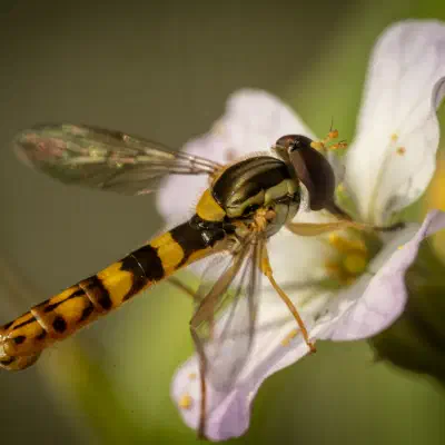 Mosca Plumón