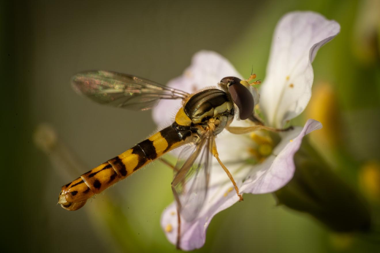 Common Globetail – No. 2