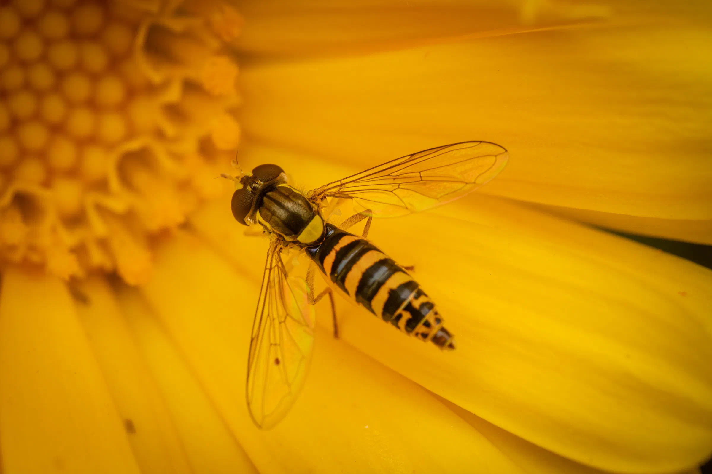 Gewöhnliche Langbauchschwebfliege