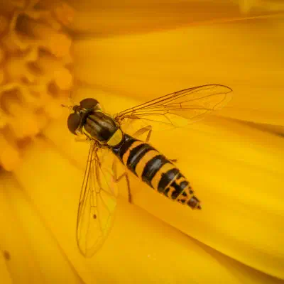 Mosca Plumón