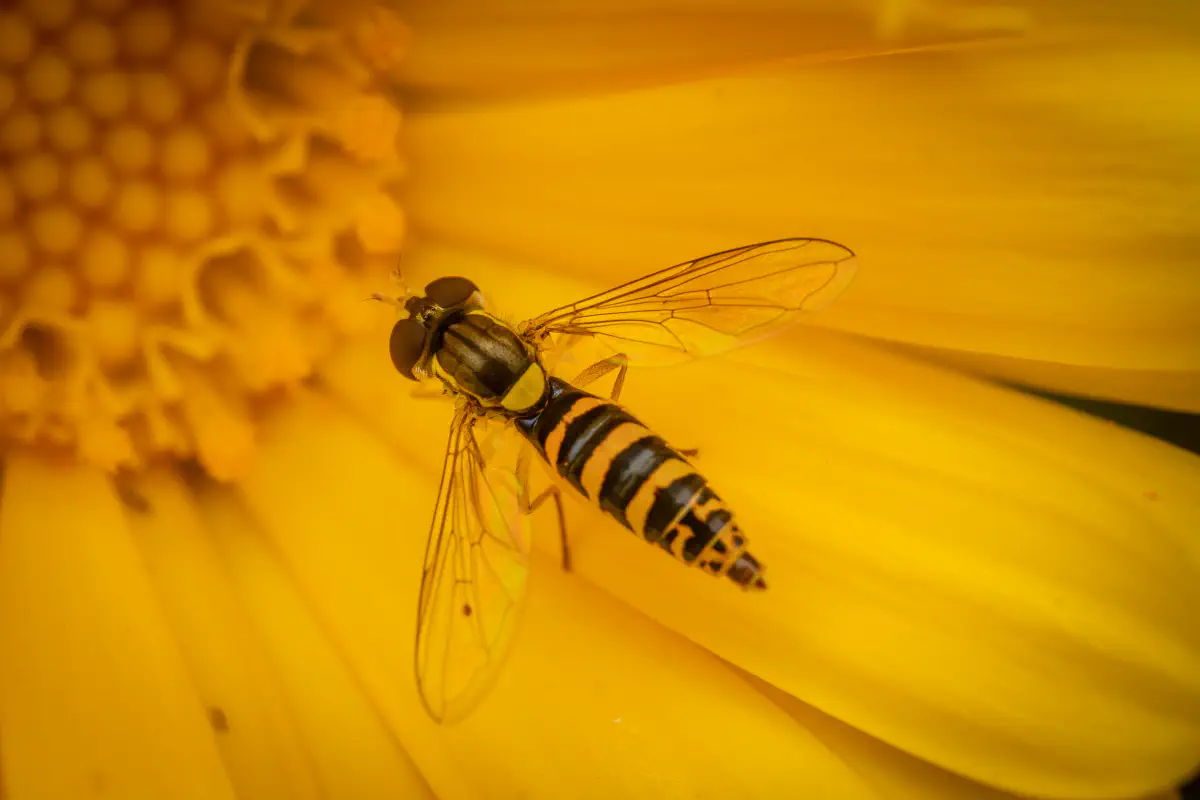 Gewöhnliche Langbauchschwebfliege – No. 3