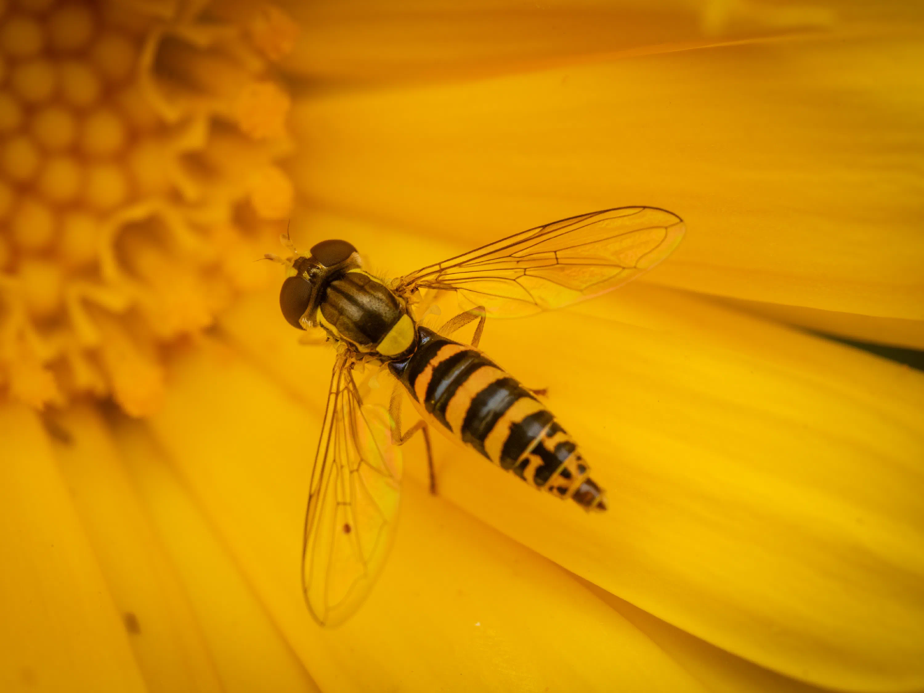 Mosca Plumón