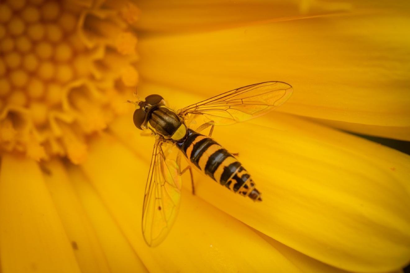 Gewöhnliche Langbauchschwebfliege – No. 3