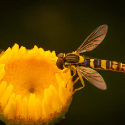 Mosca Plumón