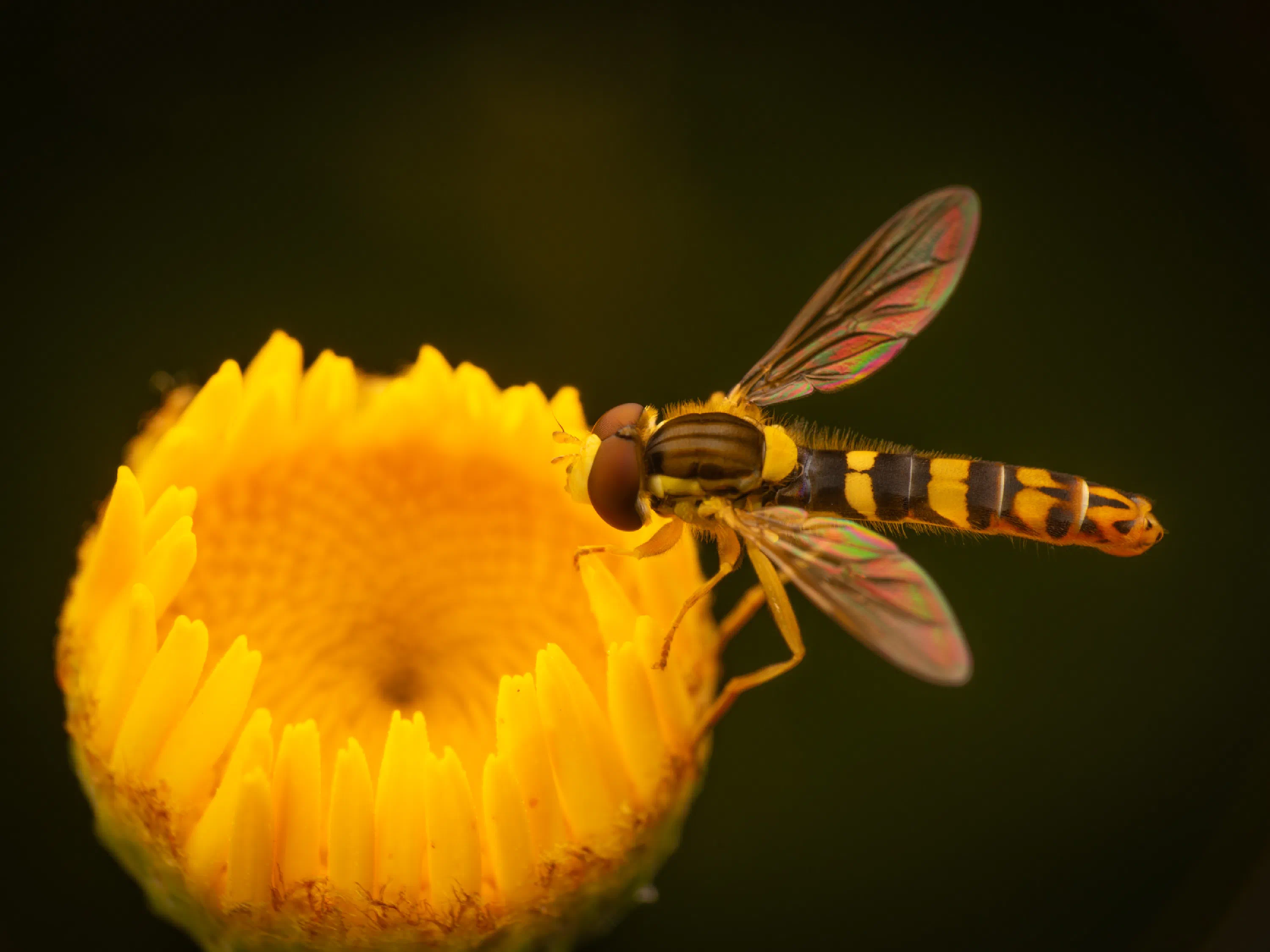 Mosca Plumón