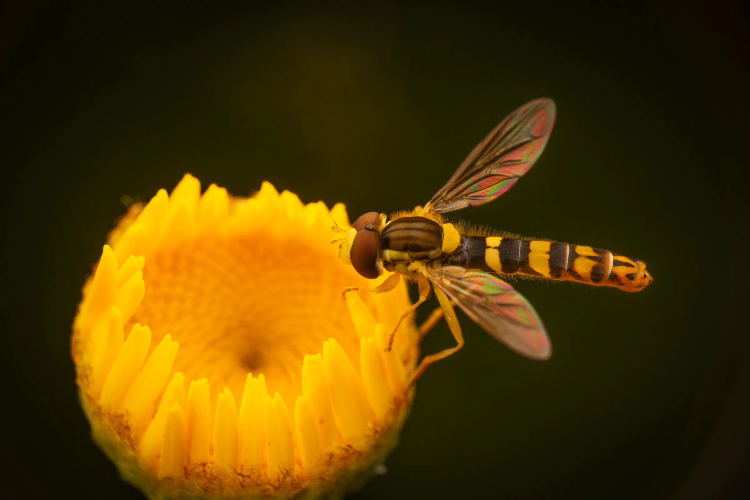 Sphaerophore notée