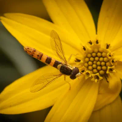 Mosca Plumón