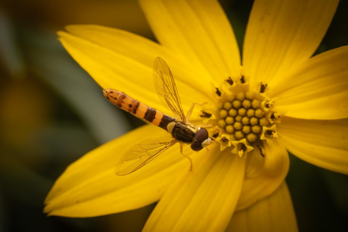 Gewöhnliche Langbauchschwebfliege – No. 5