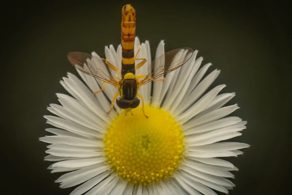 Gewöhnliche Langbauchschwebfliege – No. 6