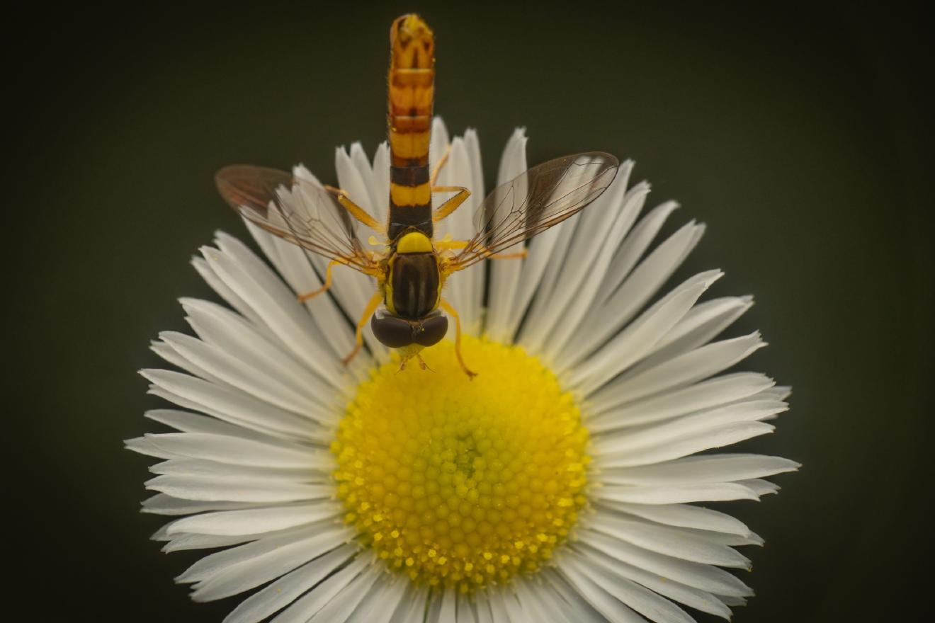 Common Globetail – No. 6