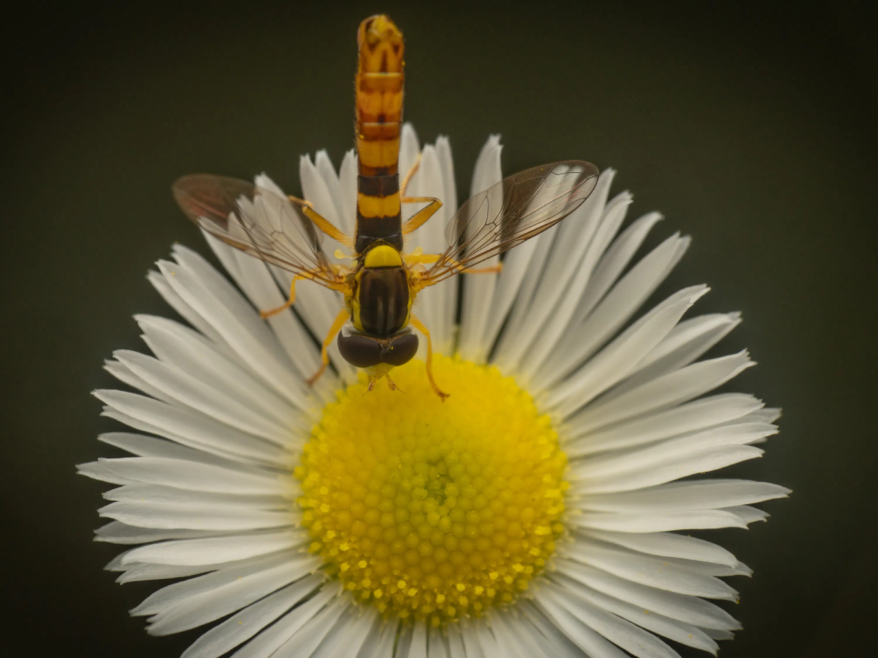 Mosca Plumón