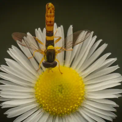 Mosca Plumón