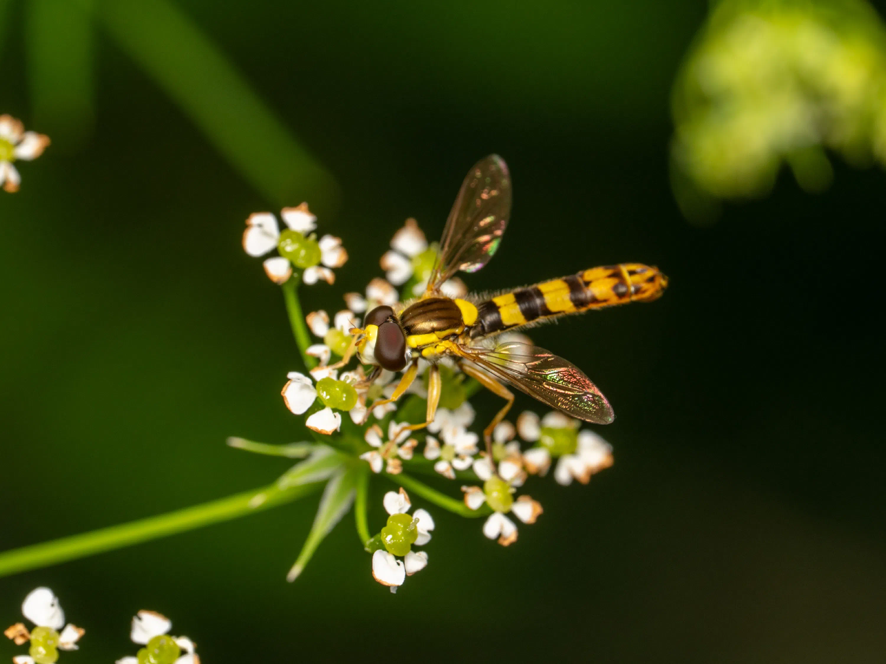 Mosca Plumón
