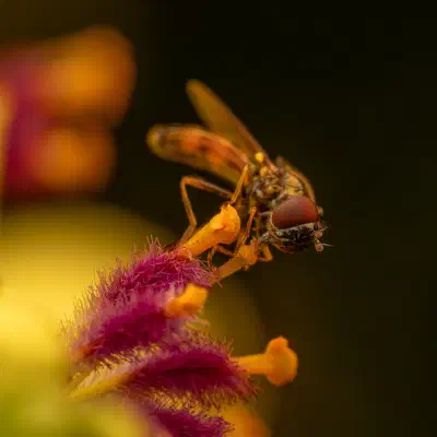 Variable Duskyface Fly