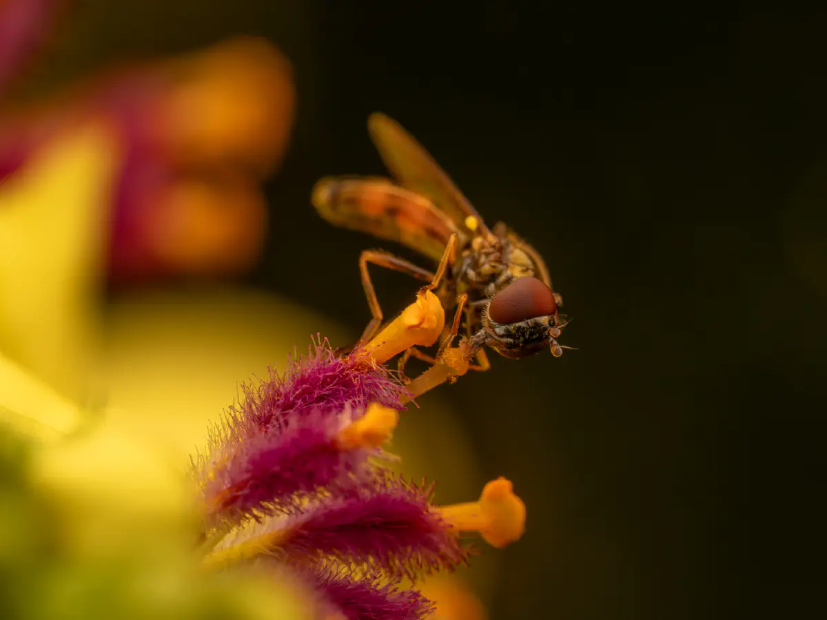 Variable Duskyface Fly