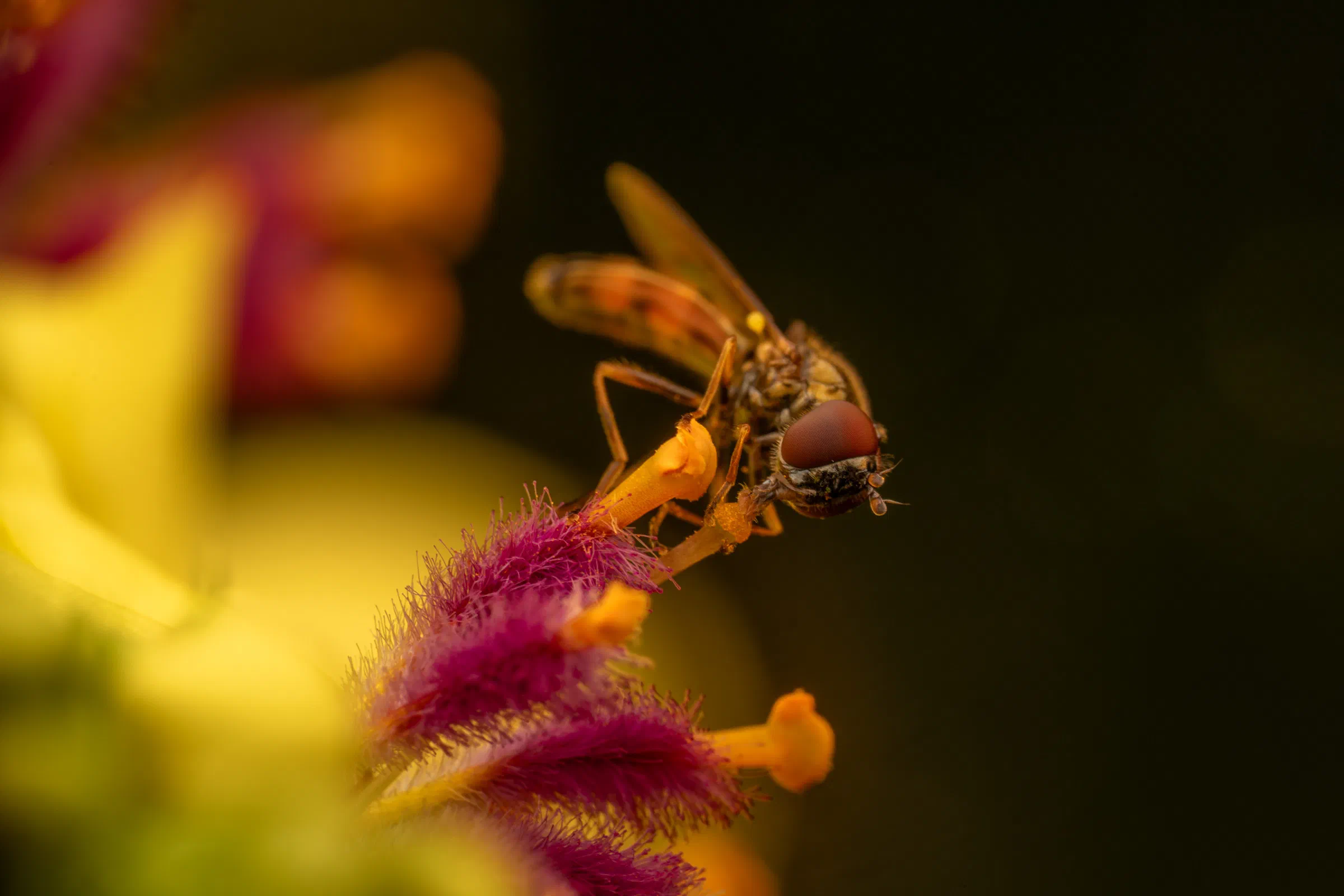 Variable Duskyface Fly