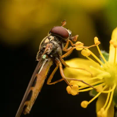 Variable Duskyface Fly