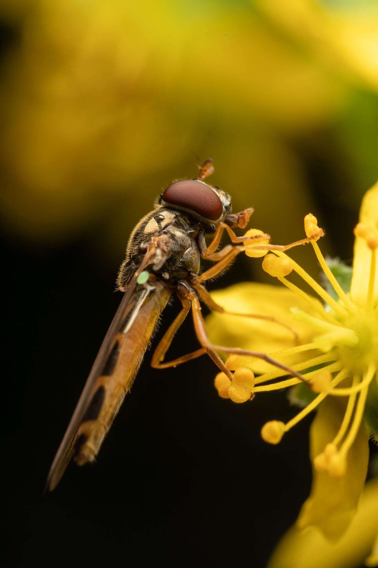 Variable Duskyface Fly – No. 2