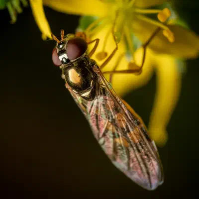 Variable Duskyface Fly