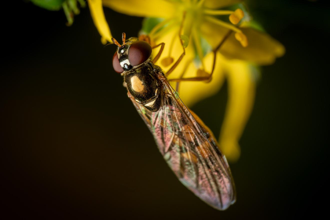 Variable Duskyface Fly – No. 3