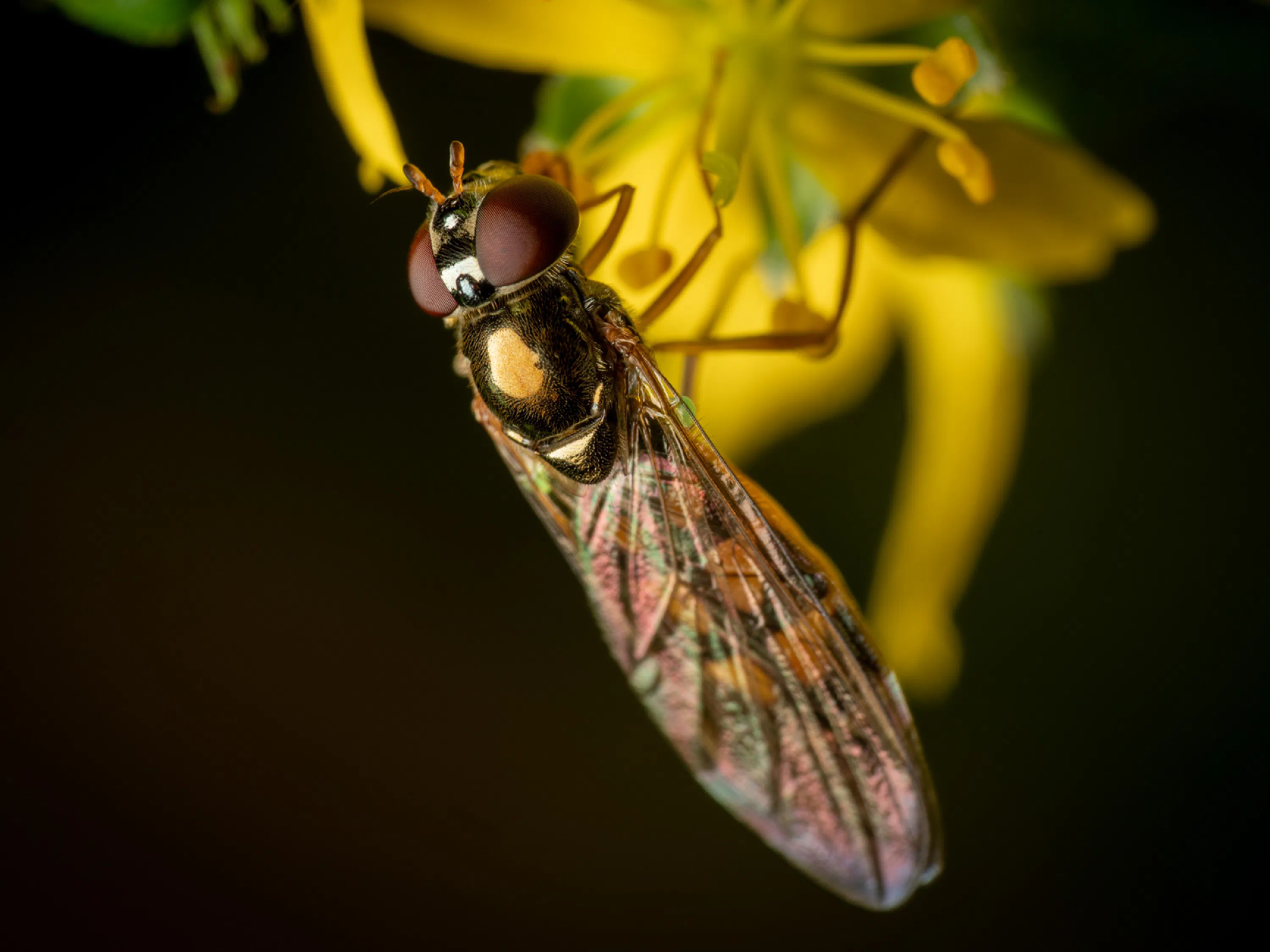 Glänzende Schwarzkopf-Schwebfliege
