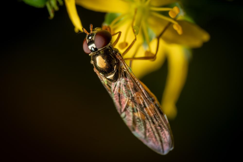 Glänzende Schwarzkopf-Schwebfliege