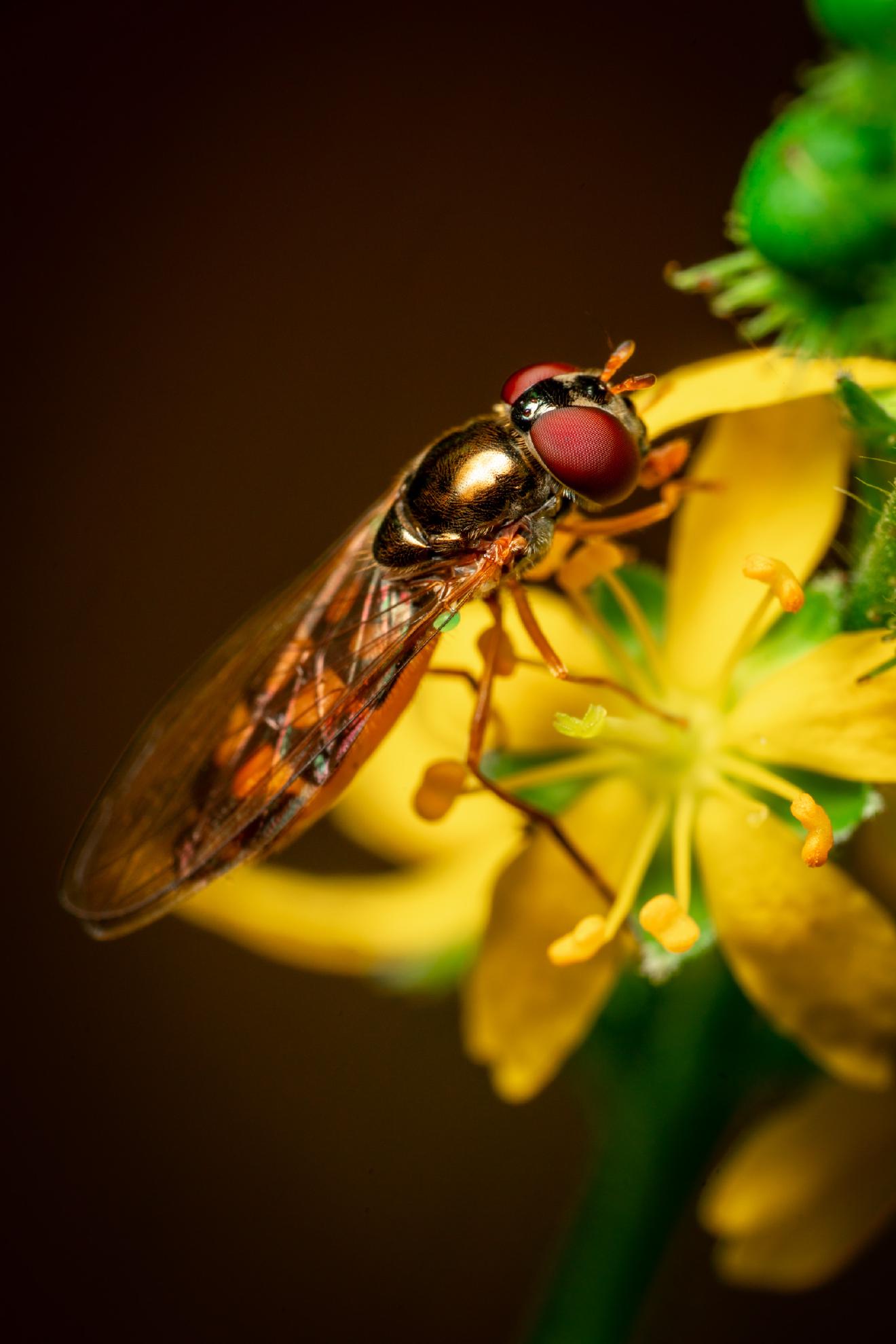 Variable Duskyface Fly – No. 4