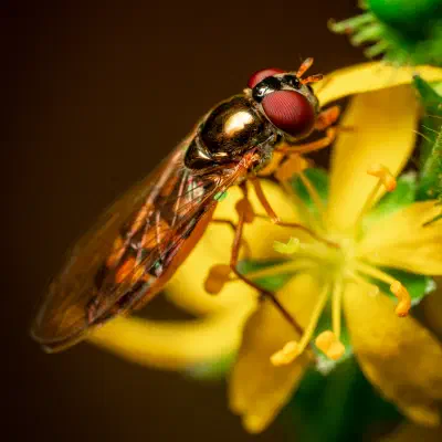 Variable Duskyface Fly