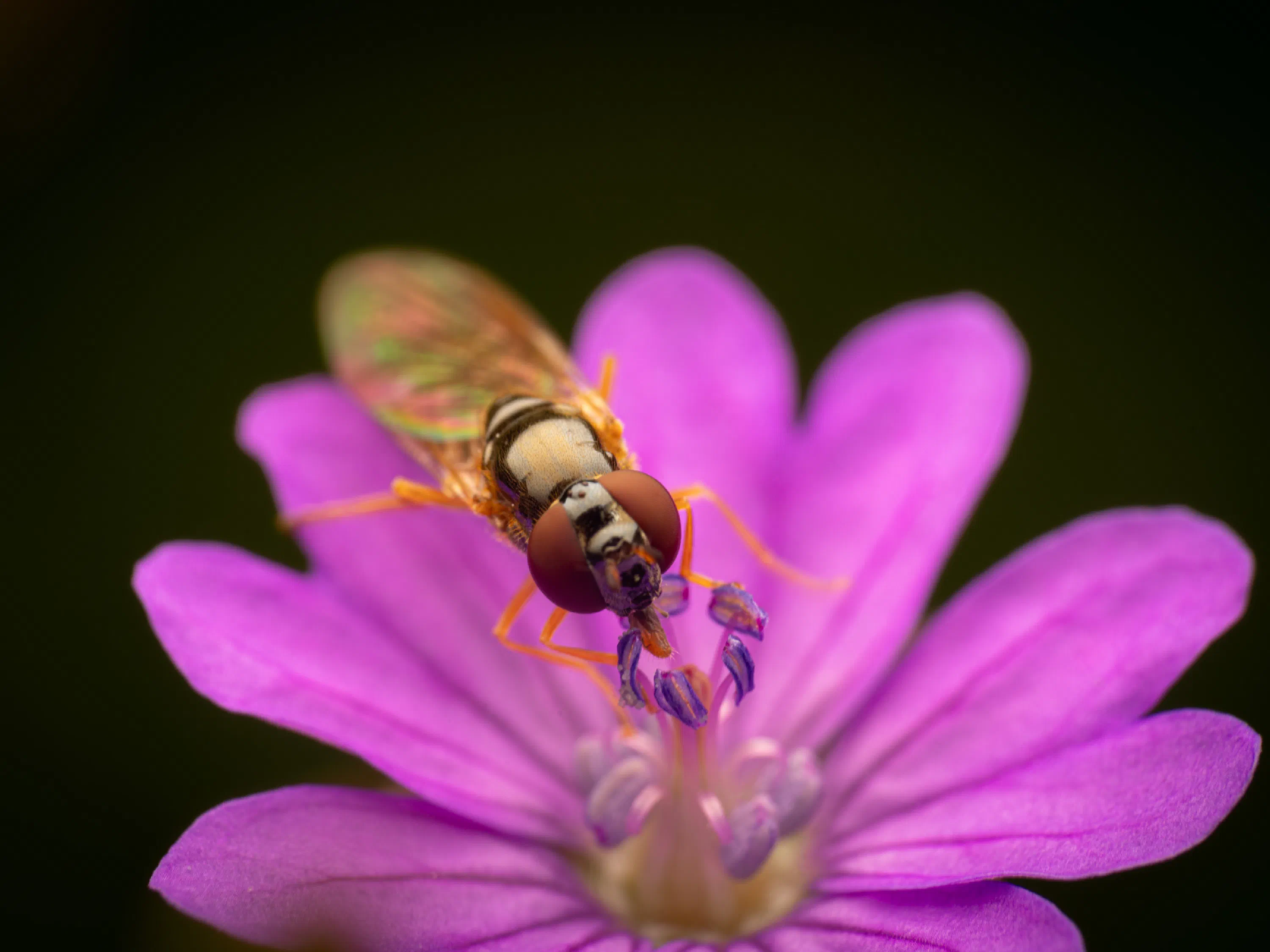 Glänzende Schwarzkopf-Schwebfliege