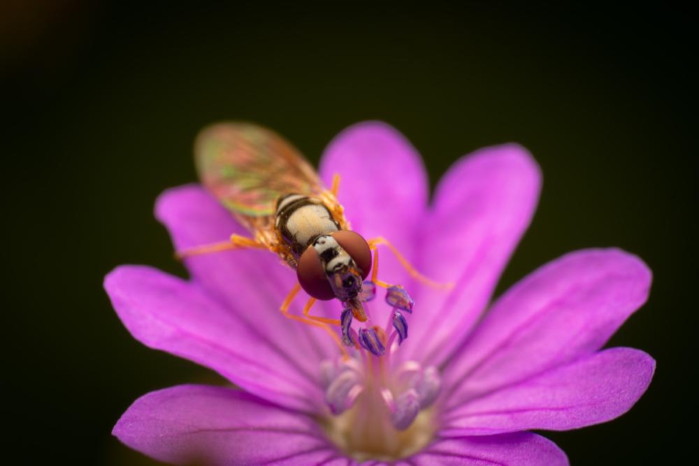 October 16, 2024 – Issue No. 425
– Issue No. 425: “Variable Duskyface Fly“ Variable Duskyface Fly